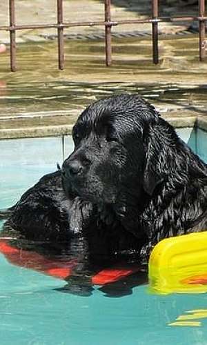 Plataforma para escada de piscina para cachorro Plataforma para escada de piscina para cachorro
