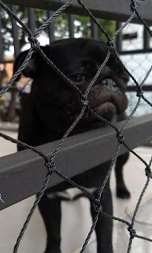 Rede de proteção para cachorros Rede de proteção para cachorros