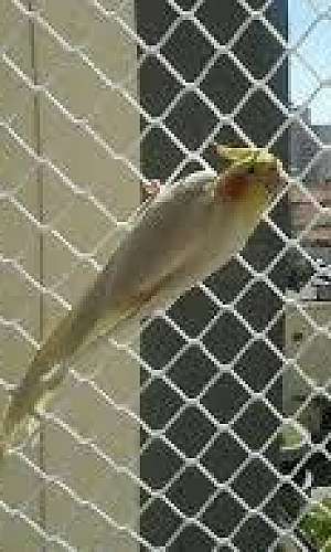 Rede de proteção para pássaros Rede de proteção para pássaros