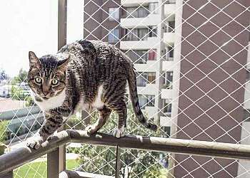 Tela de proteção para gatos Guaruja