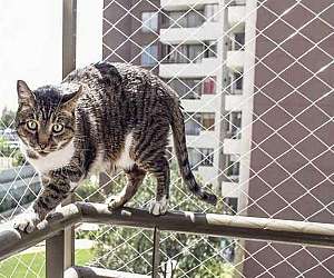 Tela de proteção para gatos Tela de proteção para gatos